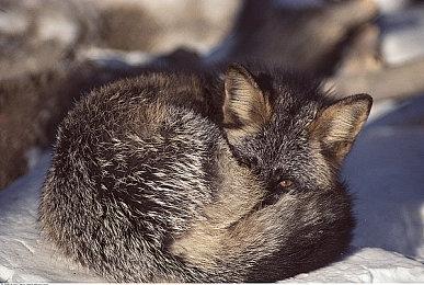 Nintendo Switch™游戏《符文工厂 3 豪华版》发售日确定！