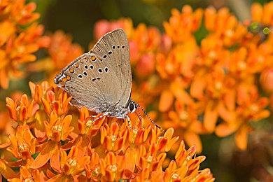 《心灵杀手2》将是首个支持RTX Mega Geometry的游戏