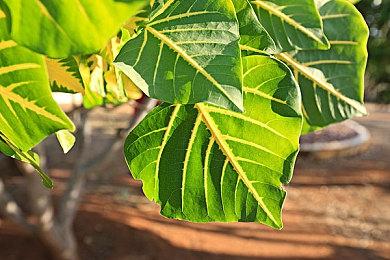 踏入《诡门》的恐怖世界，游戏现已登陆PC平台