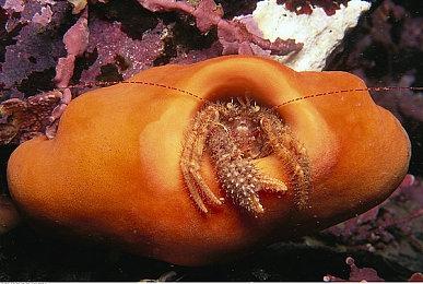 《战地6》的服务器浏览器主菜单就有 确认有亚服